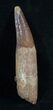Fully Rooted Spinosaurus Tooth - Rare Find #5928-3